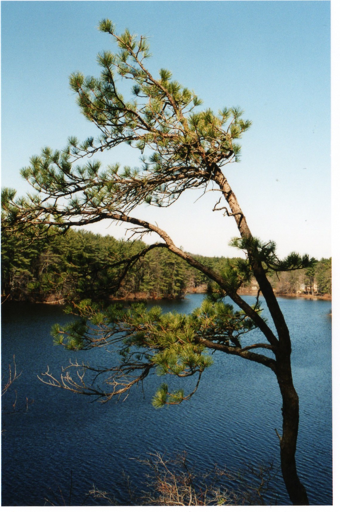 Friends of Moeckel Pond logo